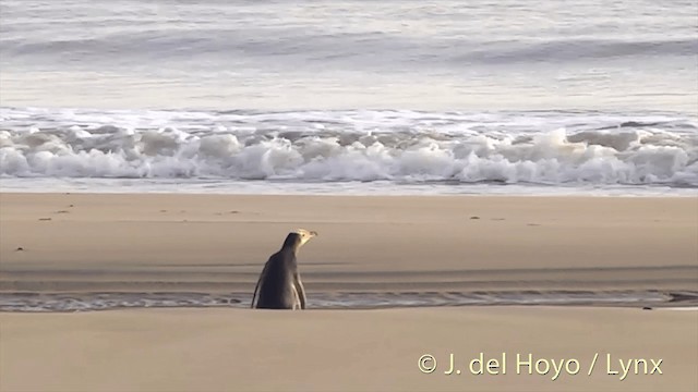 Pingüino Ojigualdo - ML201453151