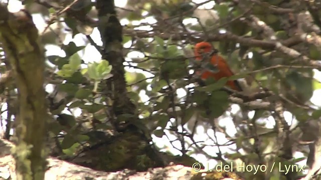 Hawaii-Akepakleidervogel - ML201453651