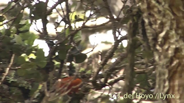 Hawaii-Akepakleidervogel - ML201453661