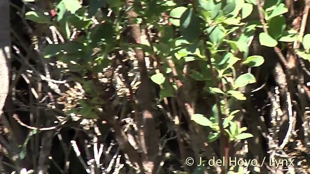 Hawaii-Amakihikleidervogel (wilsoni) - ML201453851