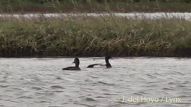 Greater Scaup - ML201454131