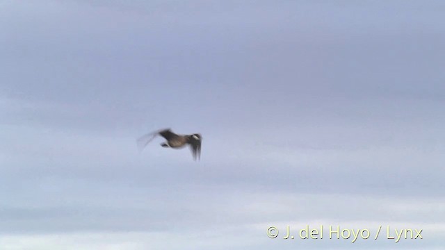 Cackling Goose (minima) - ML201454271