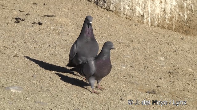 Rock Pigeon (Feral Pigeon) - ML201454541