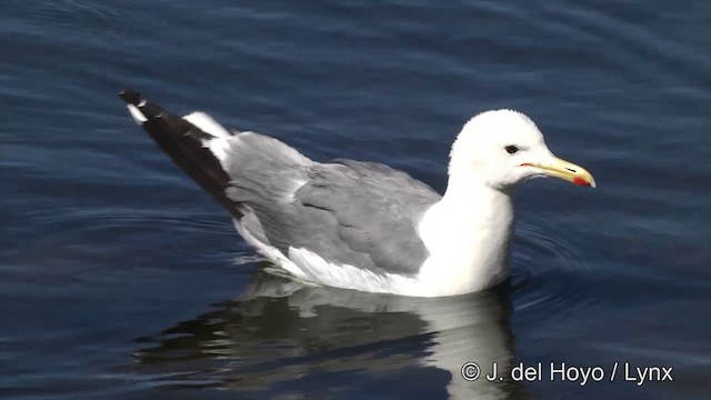 California Gull (californicus) - ML201454671