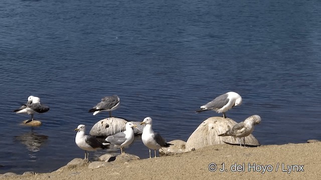 California Gull (californicus) - ML201454691