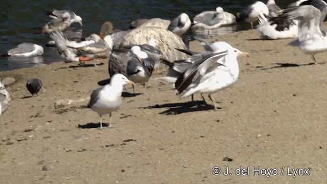 California Gull (californicus) - ML201454751
