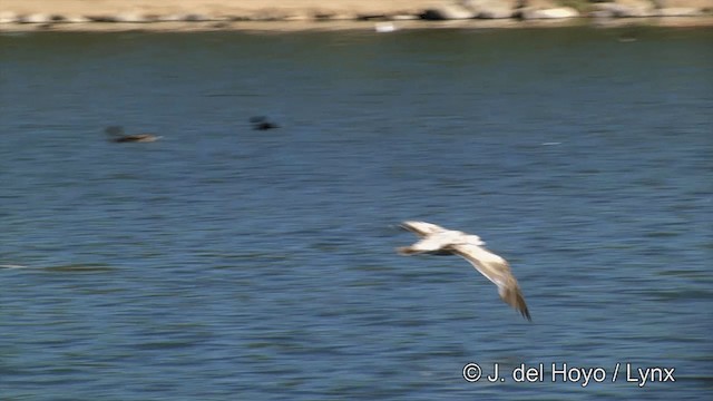 California Gull (californicus) - ML201454761