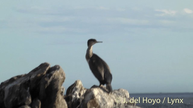 Spotted Shag - ML201455171