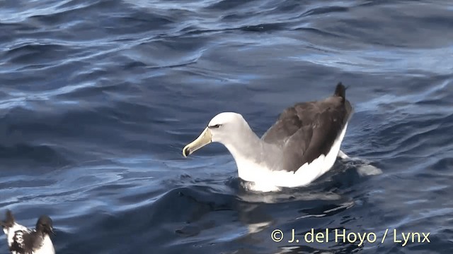 Albatros de Salvin - ML201455301