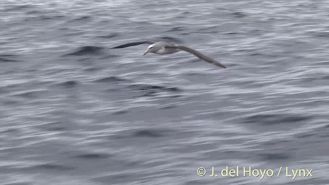 Salvin's Albatross - ML201455311