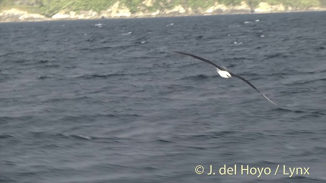 White-capped Albatross (steadi) - ML201455331