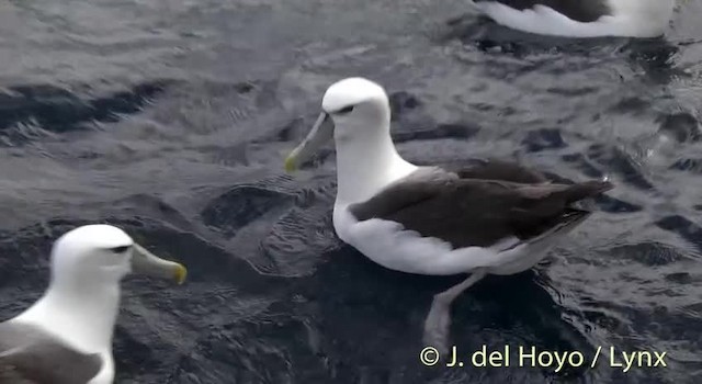 White-capped Albatross (steadi) - ML201455361