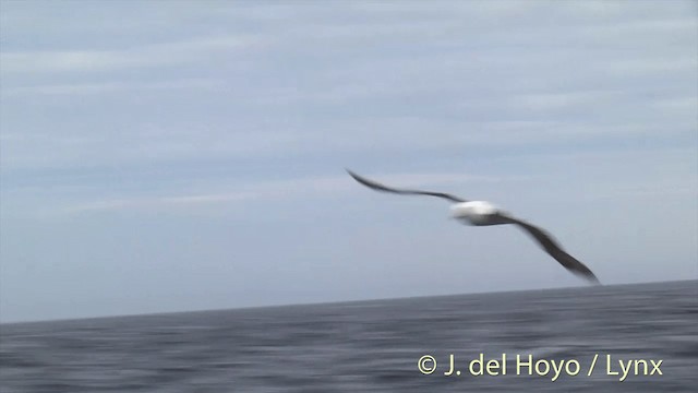 Northern Royal Albatross - ML201455451