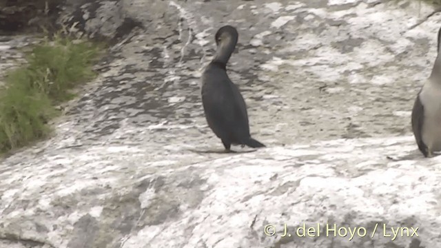 Spotted Shag - ML201455541