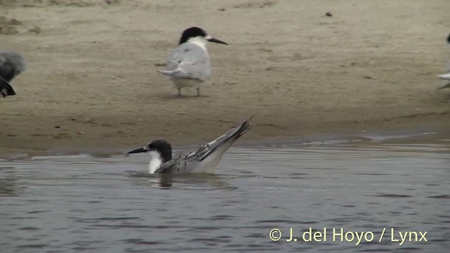 White-fronted Tern - ML201455891