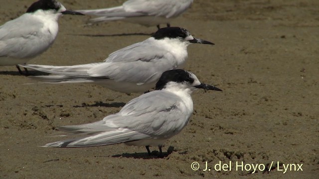  - White-fronted Tern