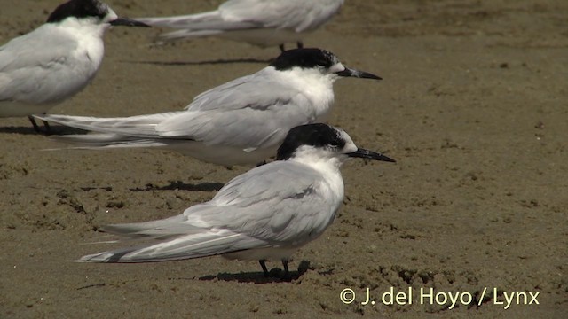 White-fronted Tern - ML201455901