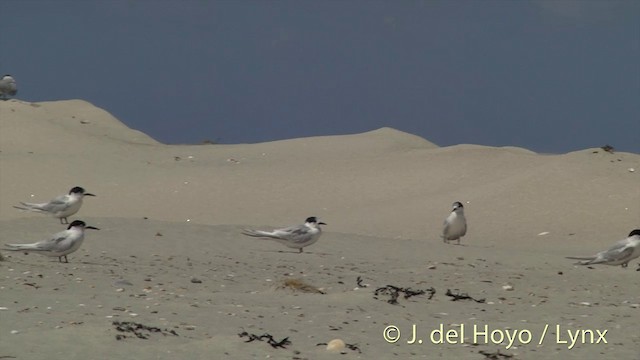 White-fronted Tern - ML201455931