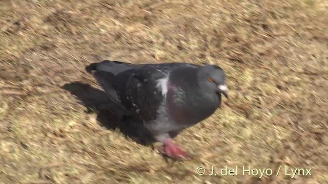 Rock Pigeon (Feral Pigeon) - ML201456061