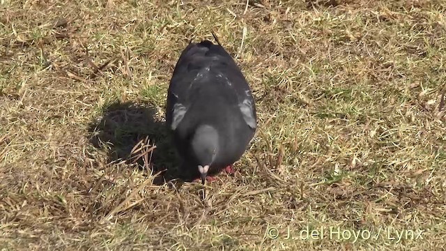 Rock Pigeon (Feral Pigeon) - ML201456081