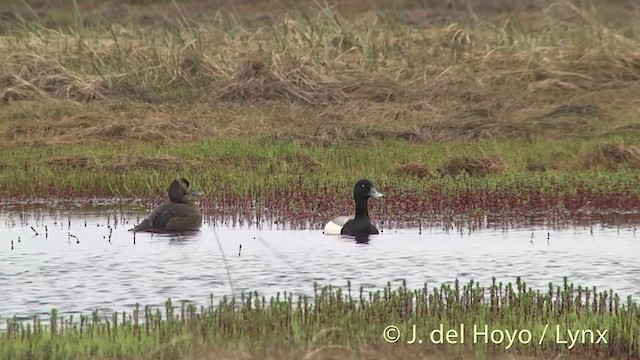 Greater Scaup - ML201456331