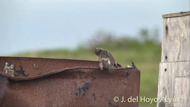 Savannah Sparrow (Savannah) - ML201456451
