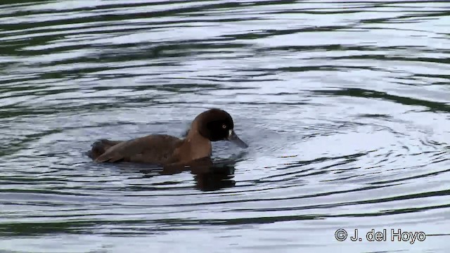 Tufted Duck - ML201456771