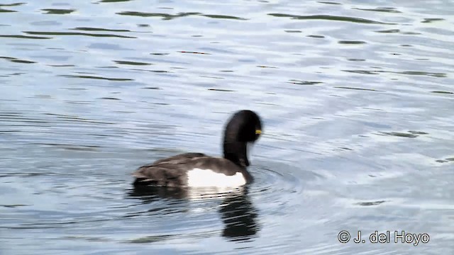 Tufted Duck - ML201456781