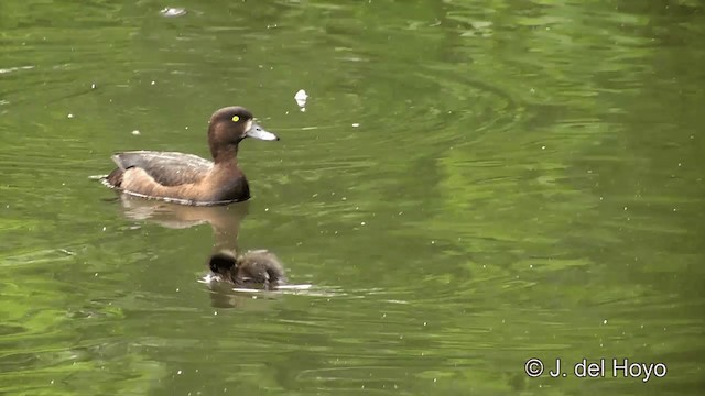 Tufted Duck - ML201456821