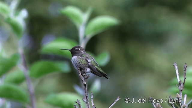 Anna's Hummingbird - ML201457211