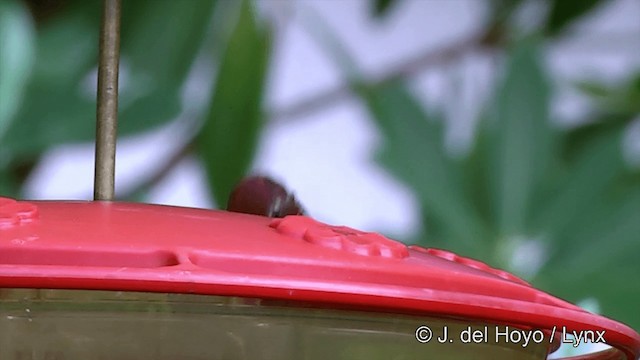 Anna's Hummingbird - ML201457231