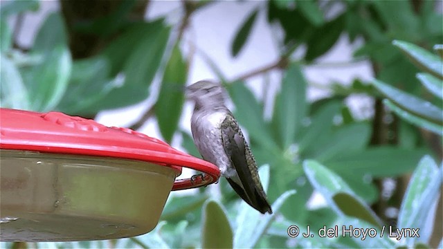Anna's Hummingbird - ML201457241