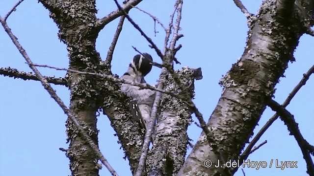 Hairy Woodpecker (Pacific) - ML201457251