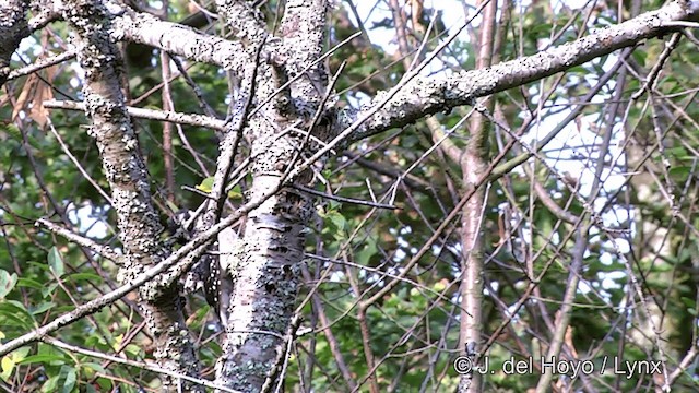 Hairy Woodpecker (Pacific) - ML201457261