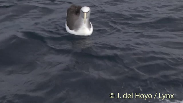 albatros snarský - ML201457431