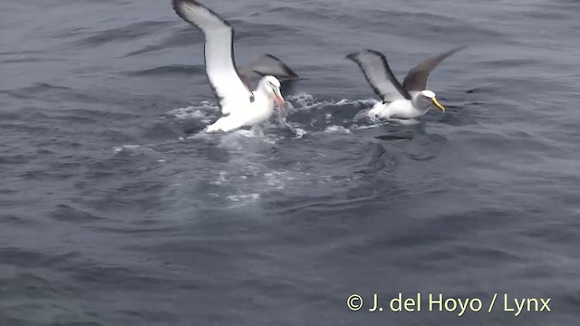 White-capped Albatross (steadi) - ML201457441