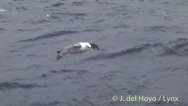 White-capped Albatross (steadi) - ML201457451