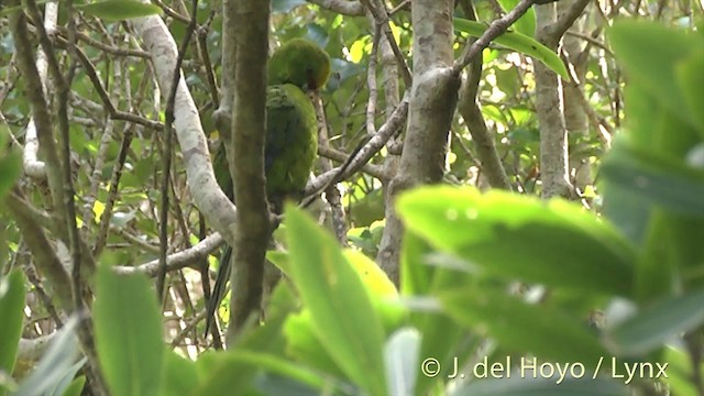 Yellow-crowned Parakeet - ML201457561