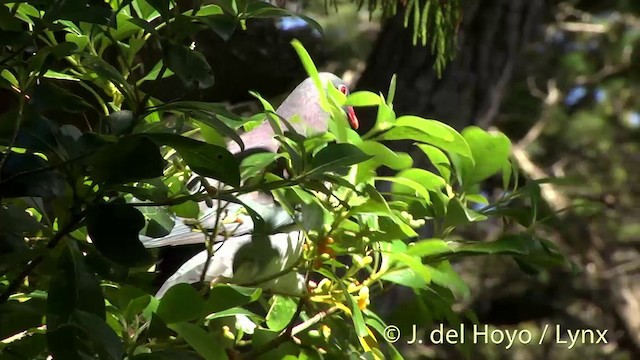 Маорийский плодовый голубь (novaeseelandiae) - ML201457621
