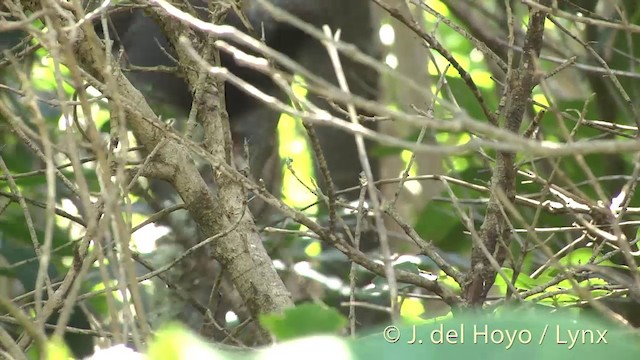  - North Island Kokako