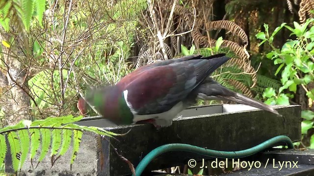 Маорийский плодовый голубь (novaeseelandiae) - ML201458371