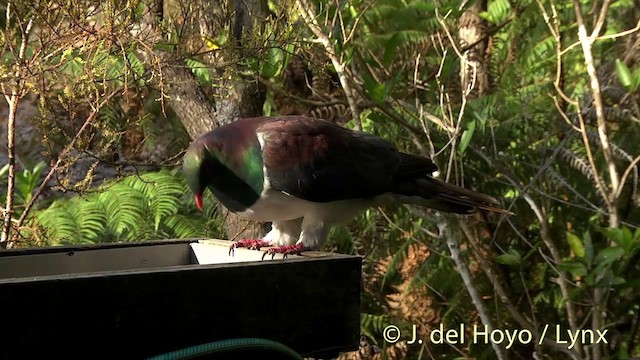 Маорийский плодовый голубь (novaeseelandiae) - ML201458381