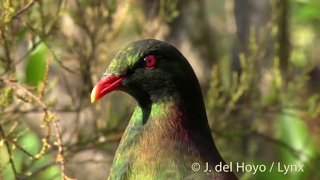 New Zealand Pigeon (New Zealand) - ML201458391