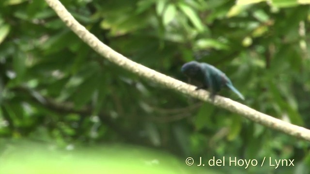 コンセイインコ Ebird