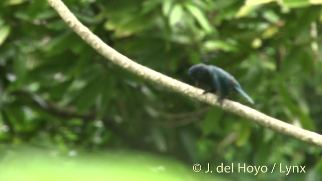 Ultramarine Lorikeet - ML201458791