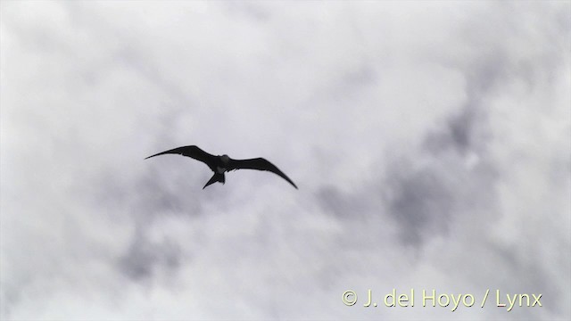 Great Frigatebird - ML201459101