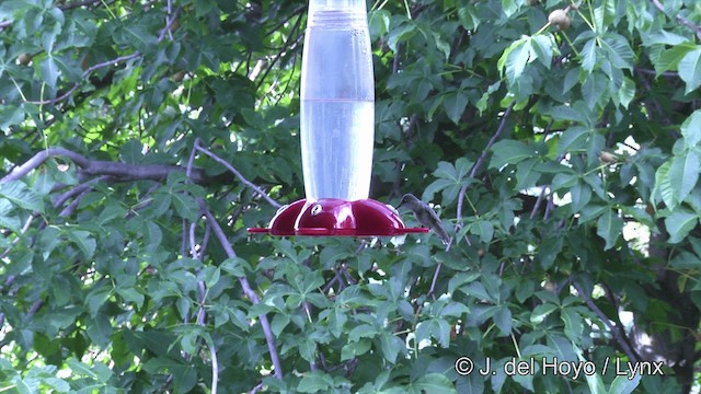 Black-chinned Hummingbird - ML201459291