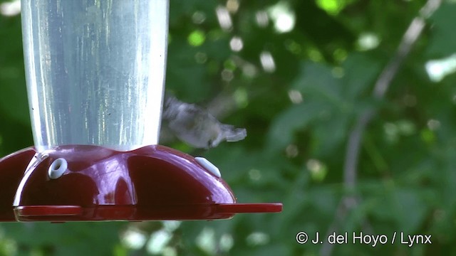 Calliope Hummingbird - ML201459451