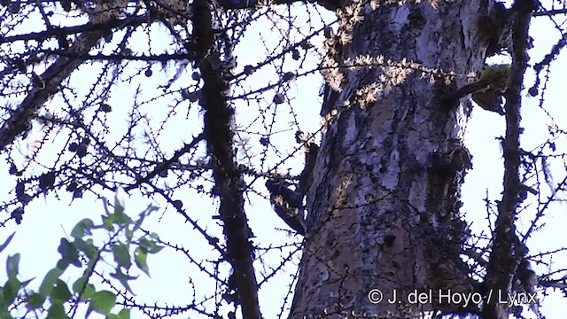 Black-backed Woodpecker - ML201459551