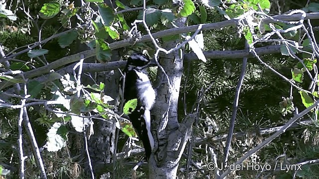 Hairy Woodpecker - ML201459571